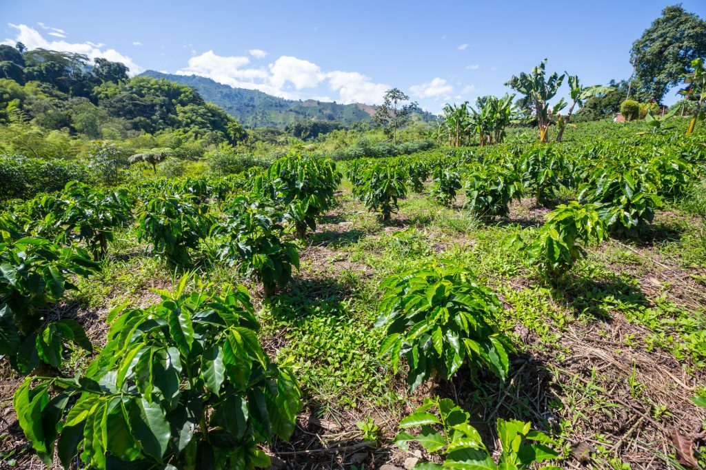 Coffee plantation